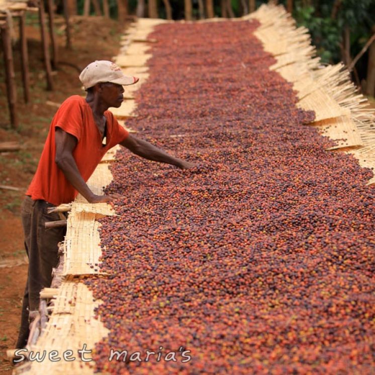 Coffee drying beds