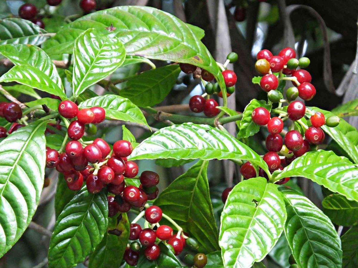 Coffee flowers and plant