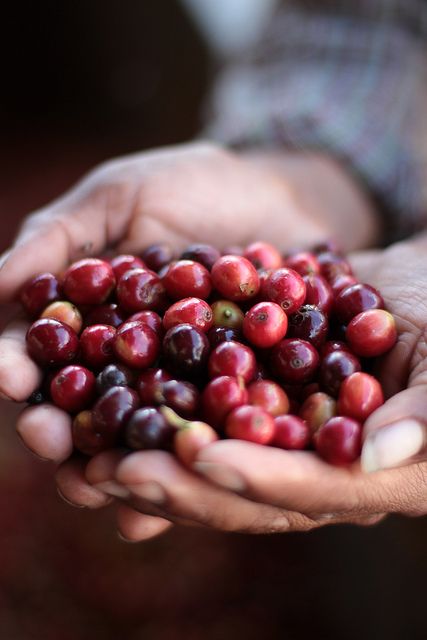 Ripe coffee cherries