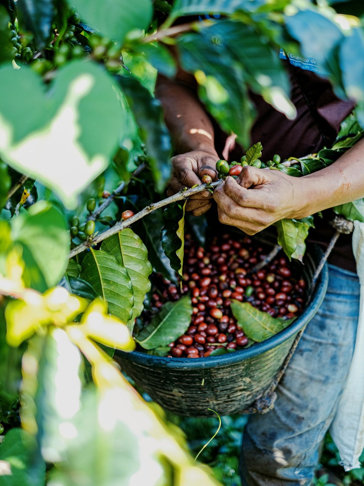 Sustainable coffee sourcing