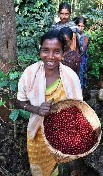 Tribal coffee farmer