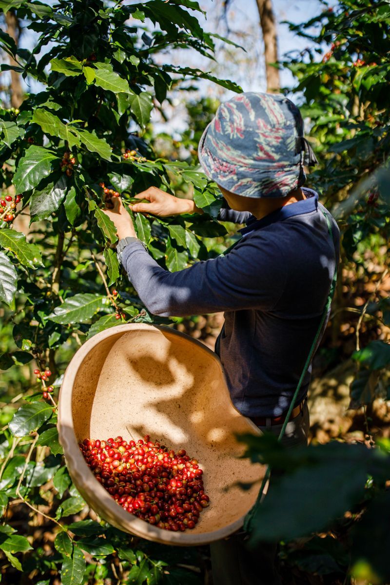 Handpicked coffee cherries