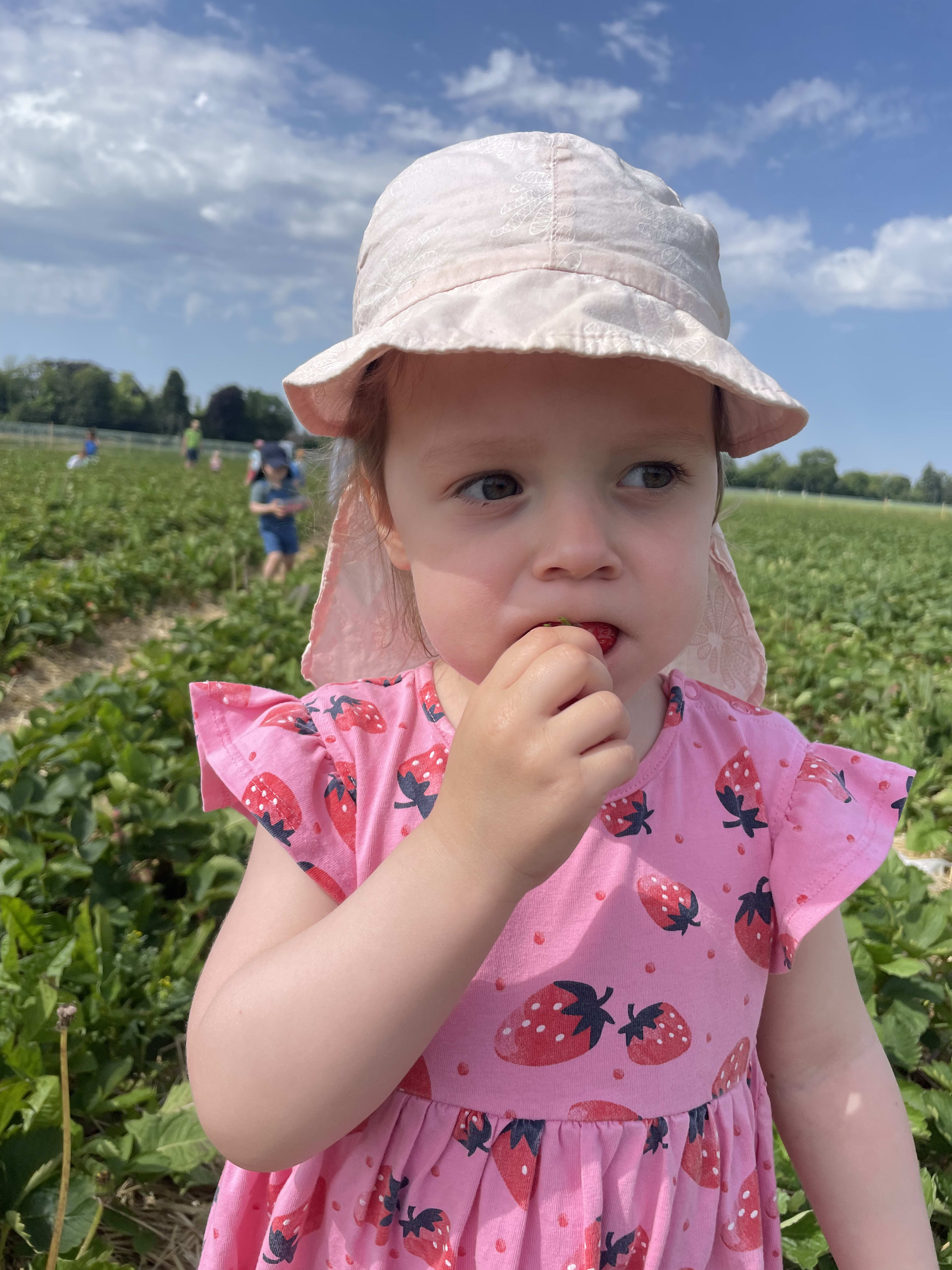 Вера собирает клубнику