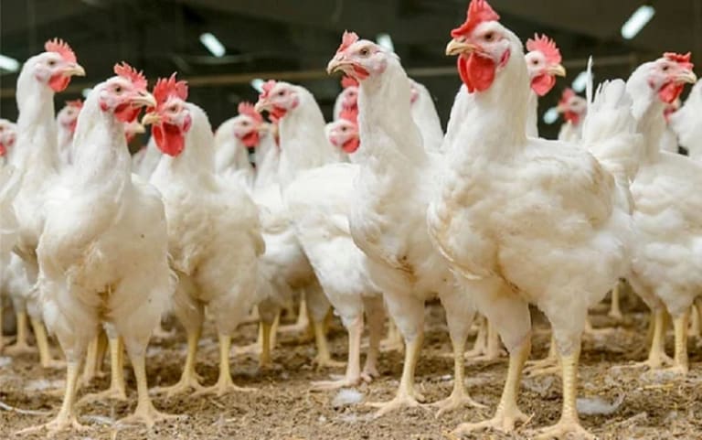 México suspende importação de aves e derivados do Brasil após surto de Newcastle