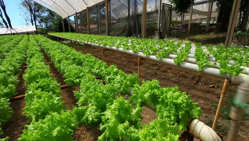 Agriculture Trinidad and Tobago