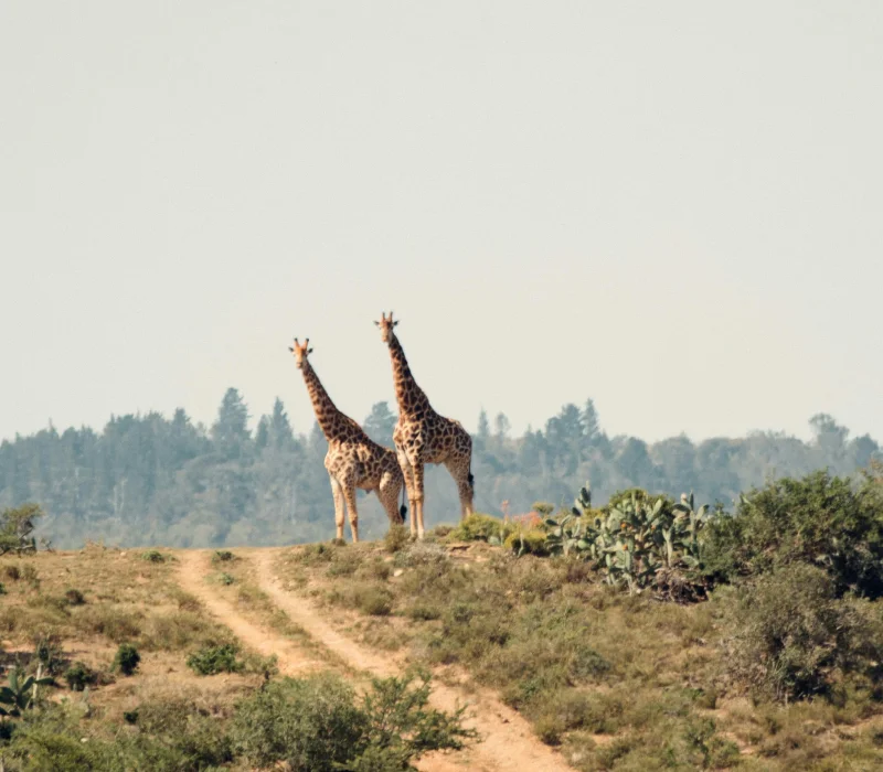 3-Day Maasai Mara Weekend Getaway: The Great Escape