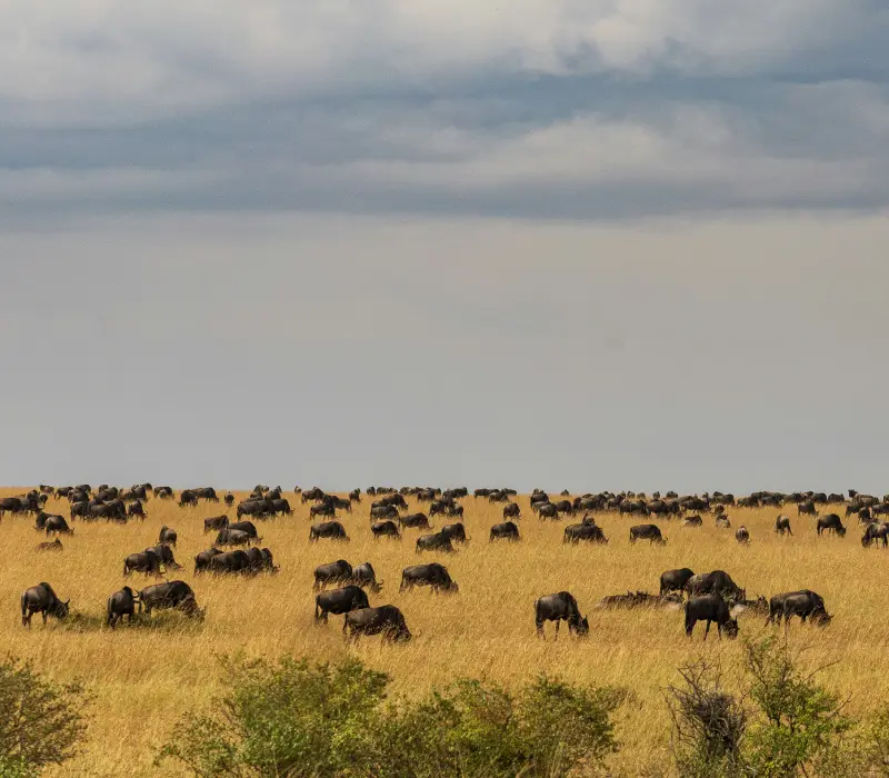 Masai Mara, Lake Nakuru, Amboseli Expedition
