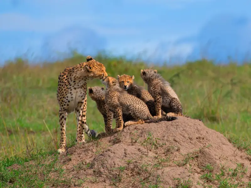 Wild at heart. Plush by nature.