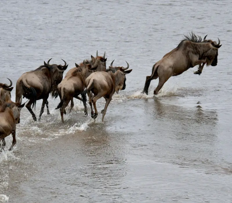 Wildebeest Migration