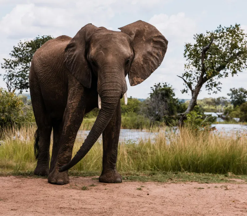 The Tsavo Wilds and Diani Escape
