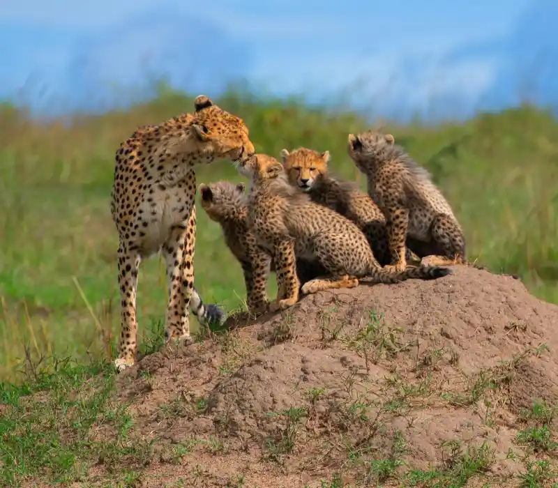 The Great Southern Kenya Safari