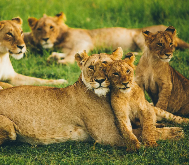 The Wild Crown of Kenya: Masai Mara, Lake Nakuru, Aberdares, Samburu