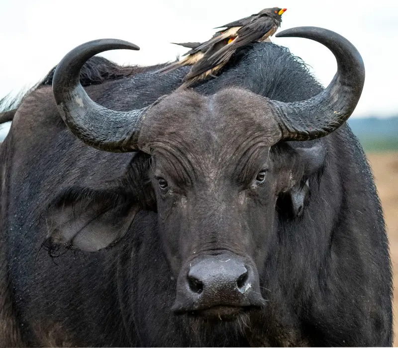 The Wild Crown of Kenya: Masai Mara, Lake Nakuru, Aberdares, Samburu