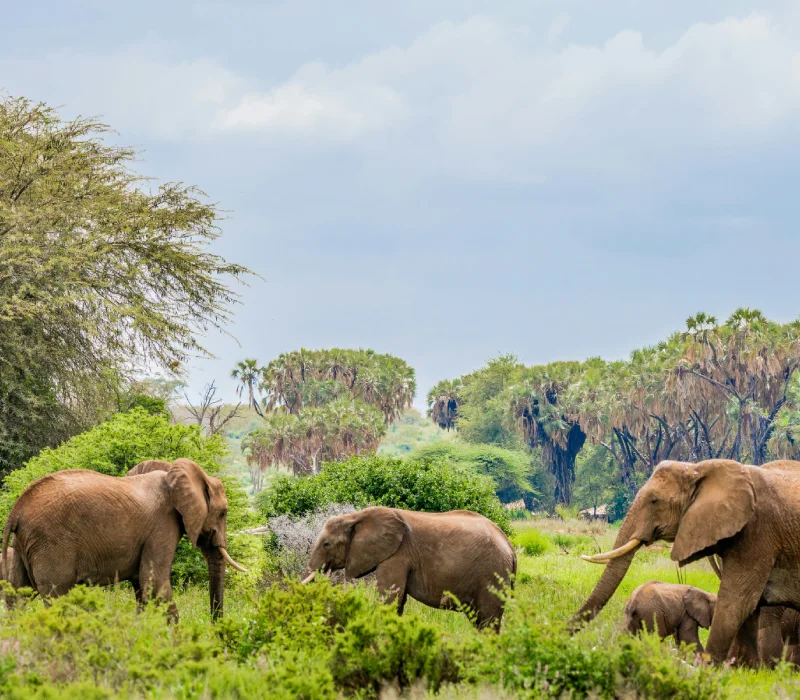 Four Realms Of The Wild, The Ultimate Kenyan Safari