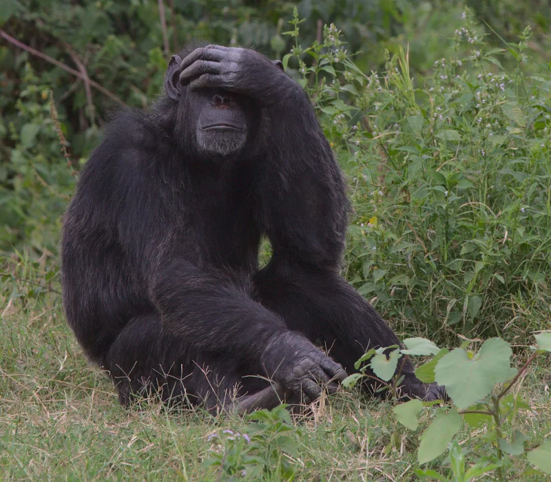 Four Realms Of The Wild, The Ultimate Kenyan Safari