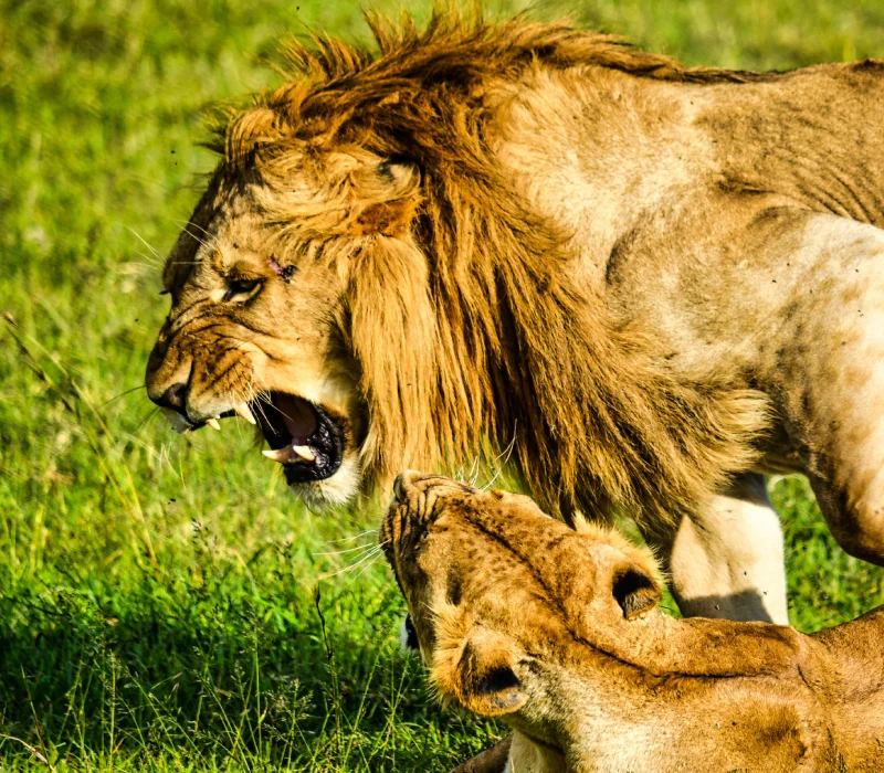 Four Realms Of The Wild, The Ultimate Kenyan Safari