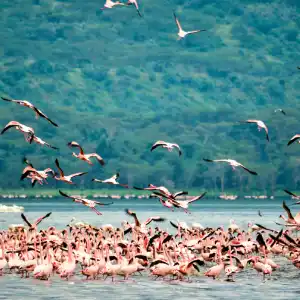 The Wild Crown Of Kenya