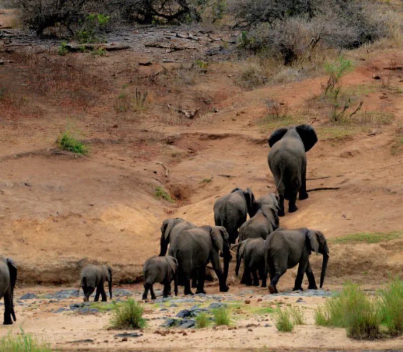 The Wild Crown Of Kenya