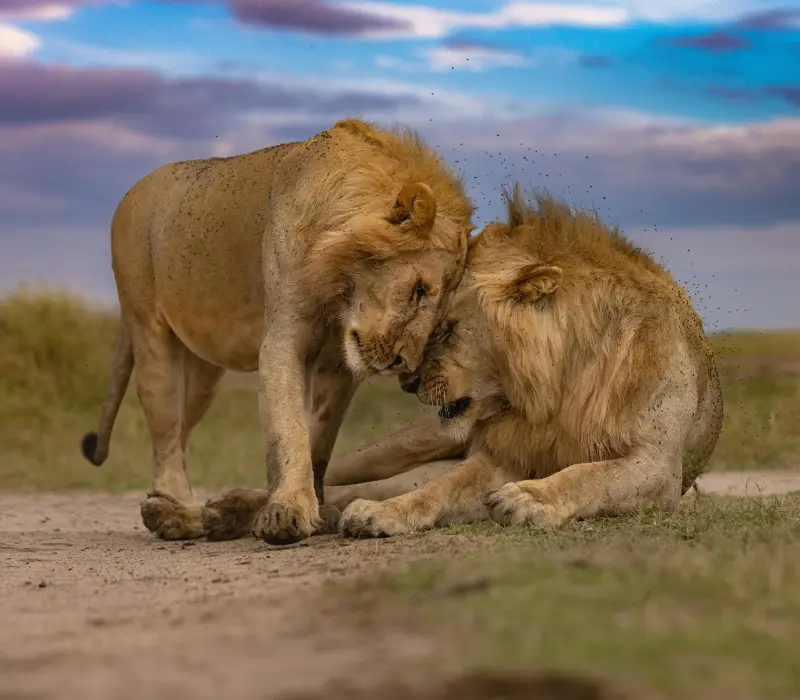 The Grand Wild, Kenya Unbound