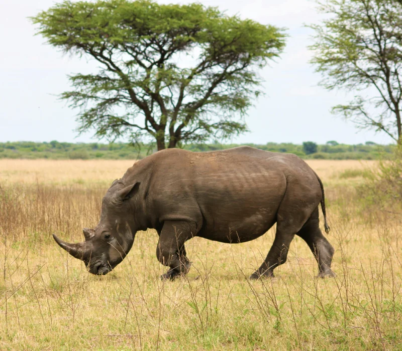 The Grand Wild, Kenya Unbound