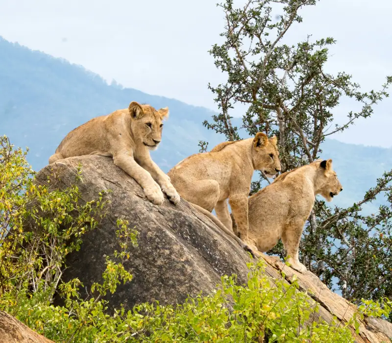 The Kenyan Savannah to The Ocean Beach Safari