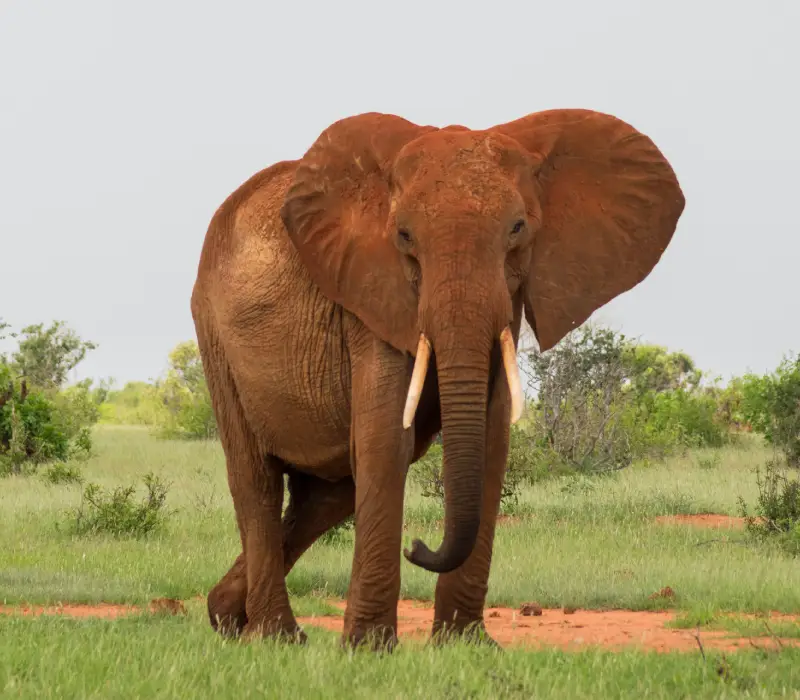 The Kenyan Savannah to The Ocean Beach Safari