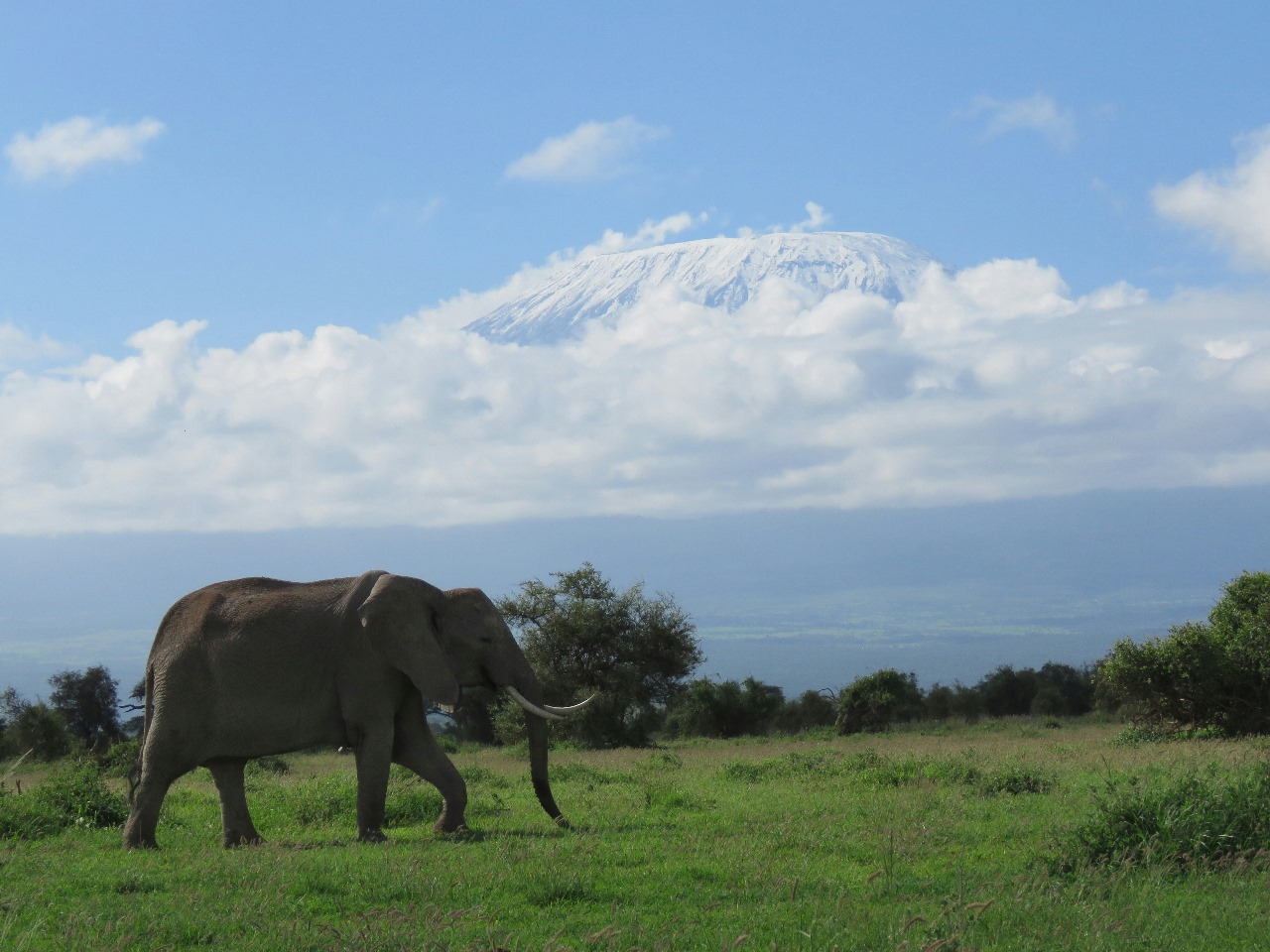 Beneath The Giants Of Kilimanjaro