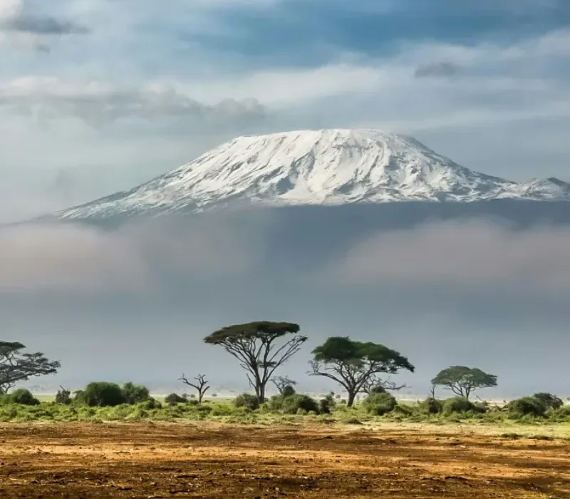 Beneath The Giants Of Kilimanjaro
