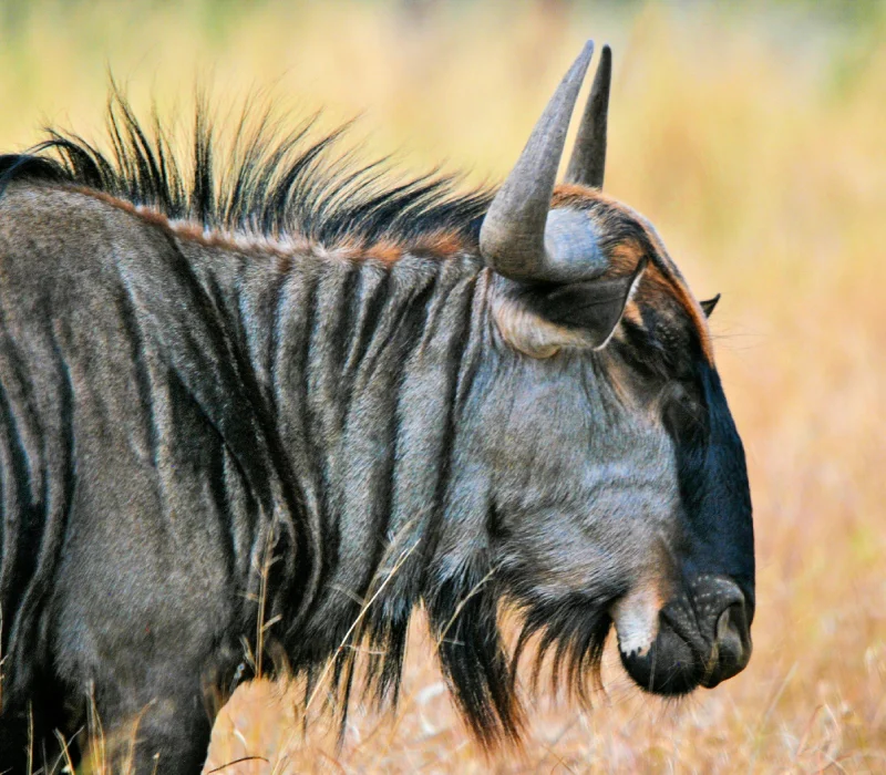 The Mara Wild Heart Escape