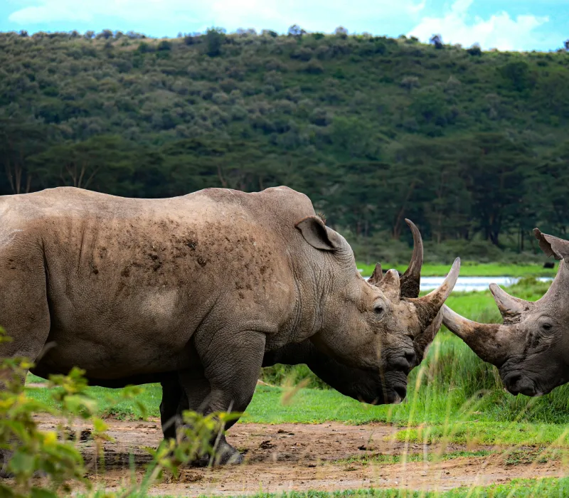 Echoes of the Wild | Nakuru to the Mara