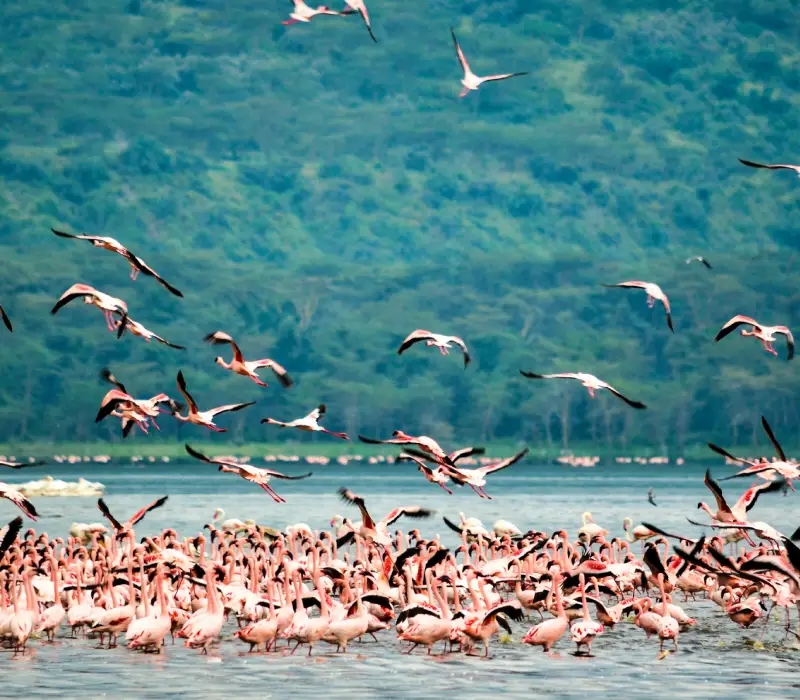 Echoes of the Wild | Nakuru to the Mara