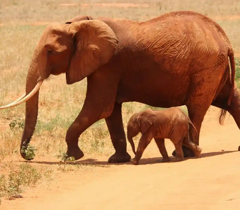 Red soils of Tsavo to The Kilimanjaro expedition