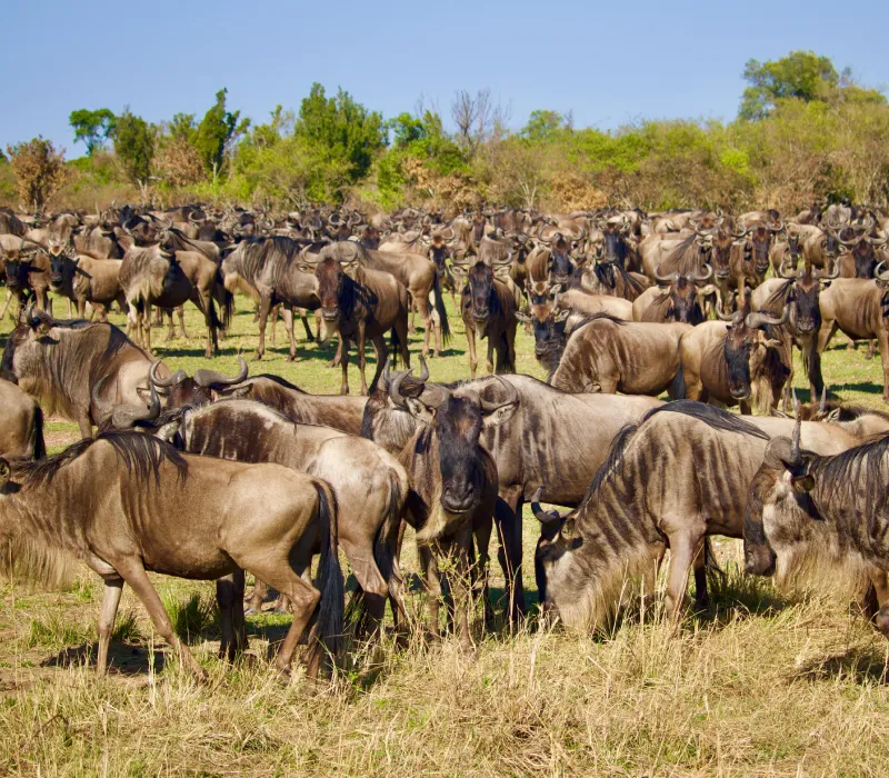 The Mara Revealed