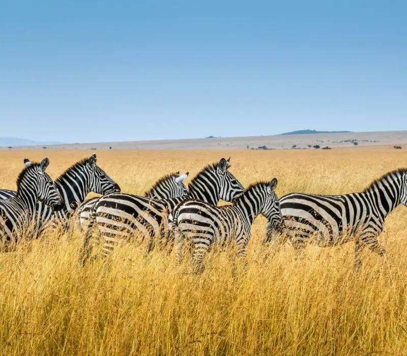 The Mara Revealed