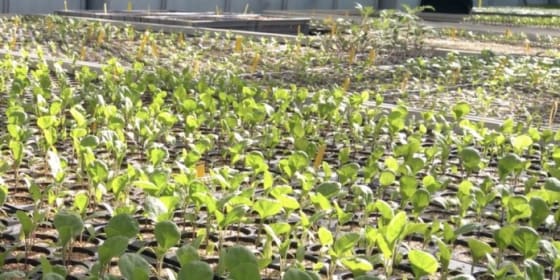 Nature Urbaine : la plus grande ferme urbaine d'Europe ouvre à Paris