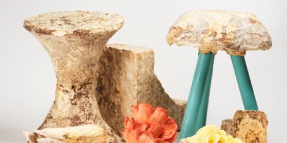 Mycotopia : utiliser le champignon comme recycleur naturel