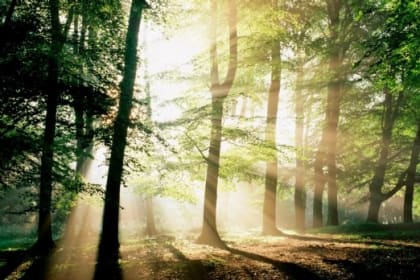 Le groupe Schmidt s'engage avec WWF
