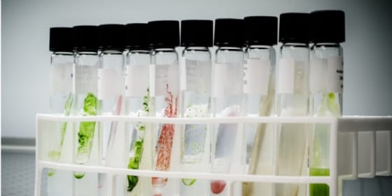 CarbonWorks capture et valorise le CO2 grâce à des microalgues