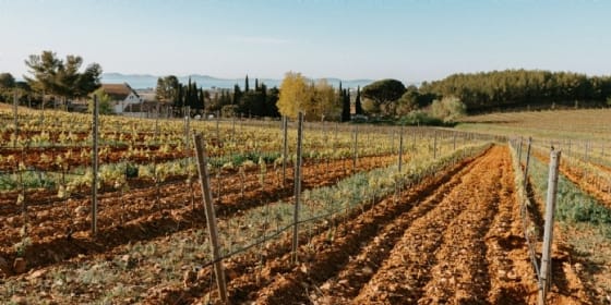 Château Galoupet : futur étendard bio de Moët Hennessy
