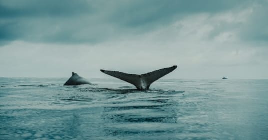 Le Slibard : un sous-vêtement pour sensibiliser aux dérives de la surpêche