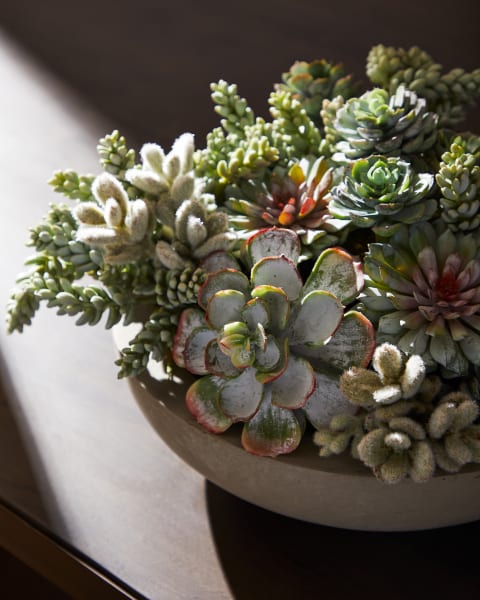 Succulents In Bowl