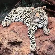 jejak-terakhir-macan-tutul-lembang-park-and-zoo-yang-hilang
