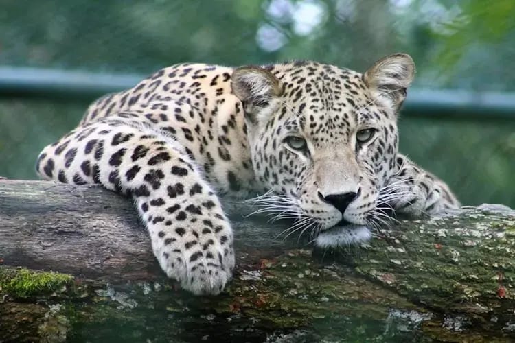 update-pencarian-macan-tutul-yang-hilang-dari-lembang-park-and-zoo