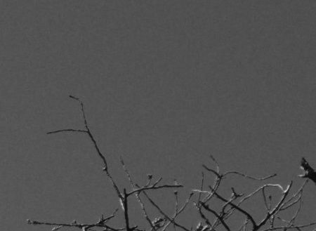 枝と空の等倍切り抜きモノクロ