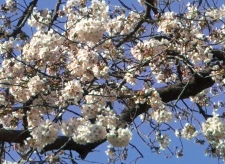 SIGMA19mmF2.8 軸上色収差例