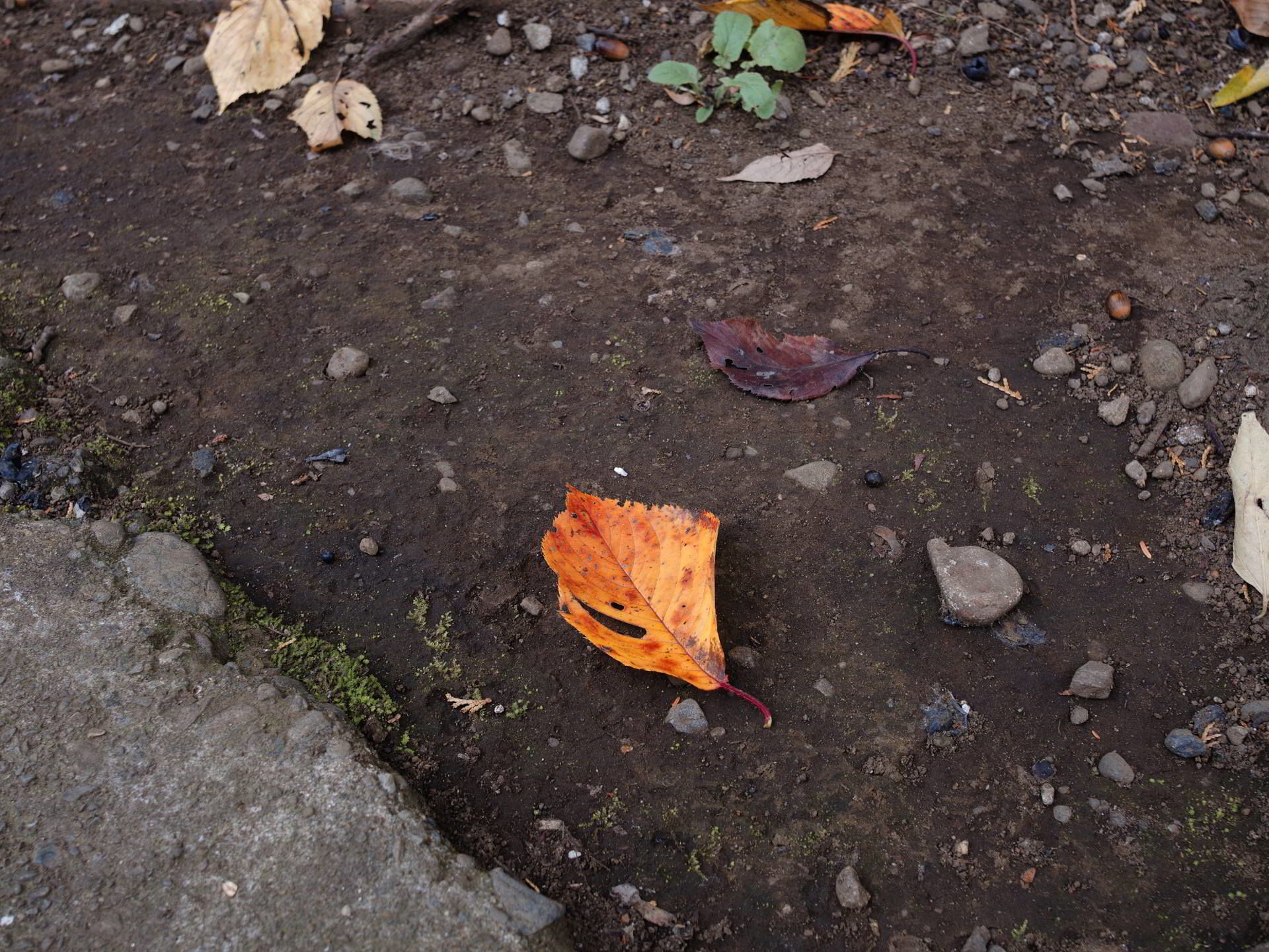 地面落葉
