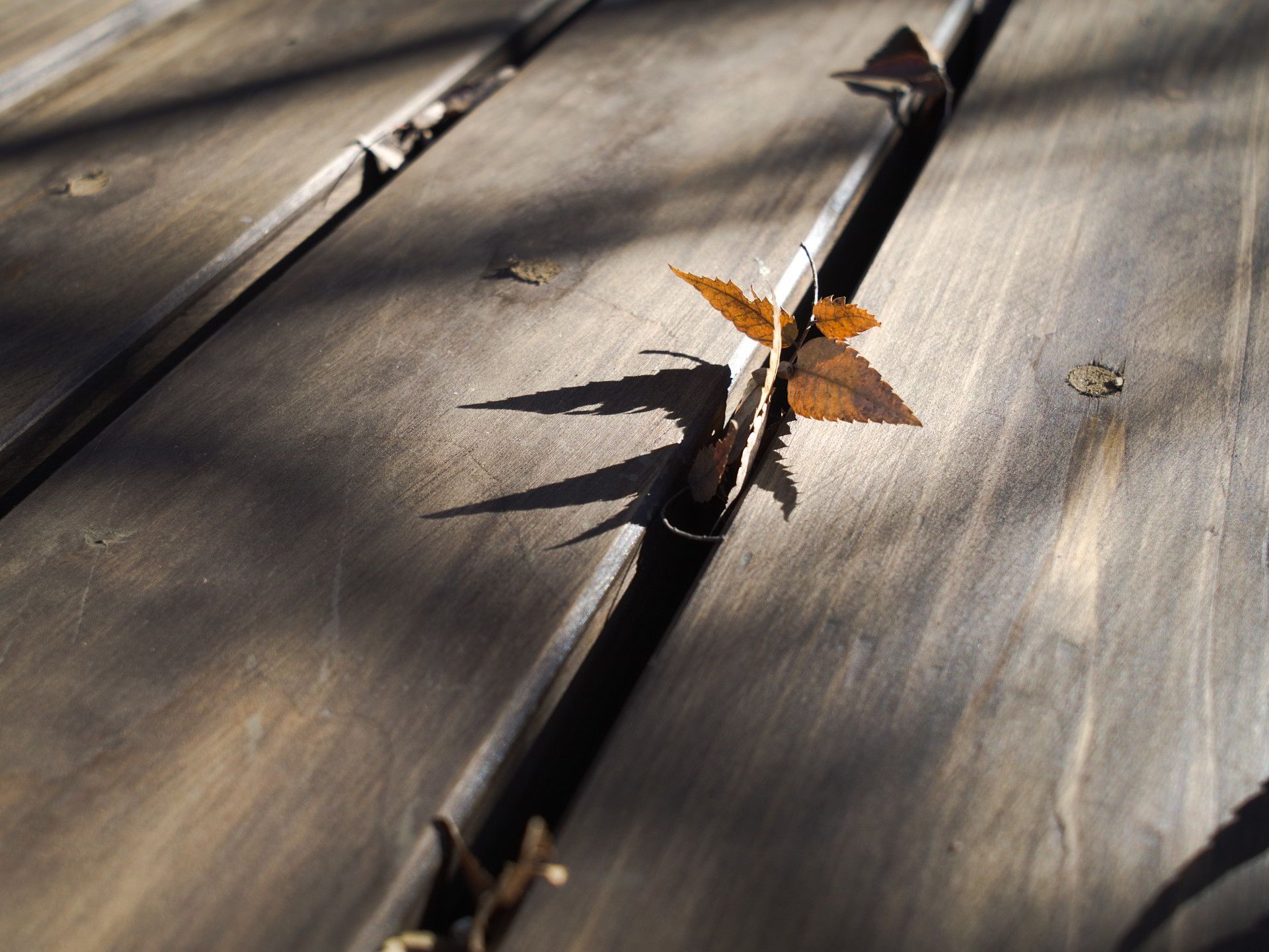 木製テーブル…落葉