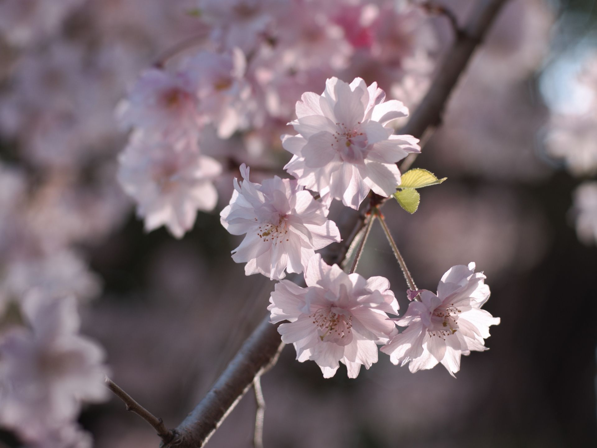 桜