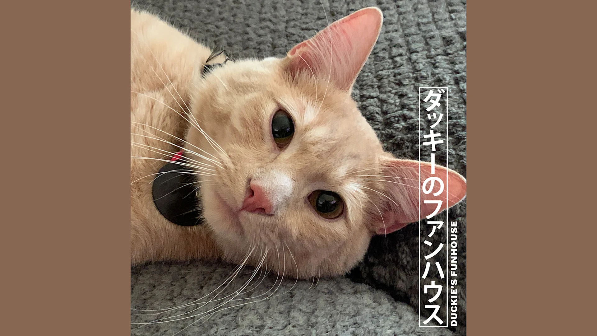 City Pop, Cats, and Charlatans (May 8, 2020)