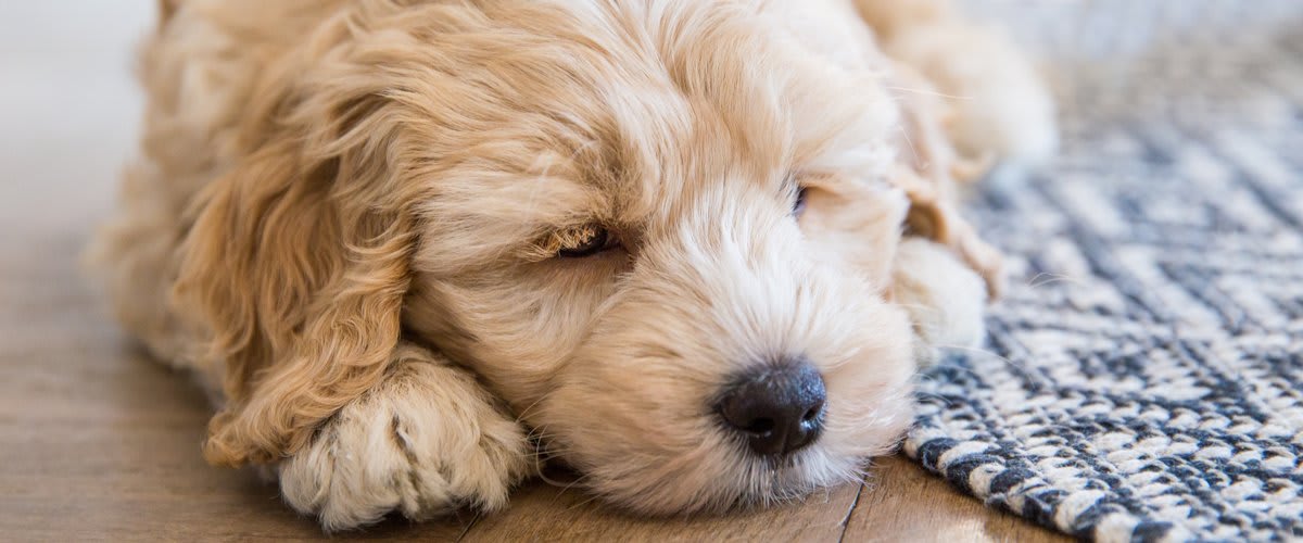 sleeping dogs meaning sleeping dogs meaning